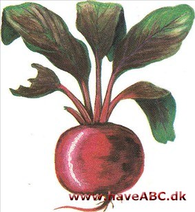 Rødbede - Beta vulgaris Rødbede - Beta vulgaris