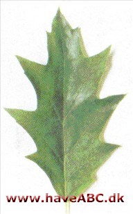 Rødeg - Quercus rubra Rødeg - Quercus rubra