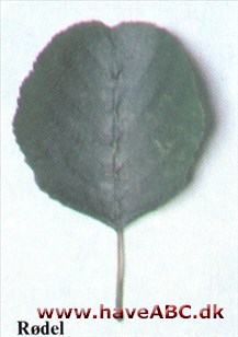 Rødel - Alnus glutinosa