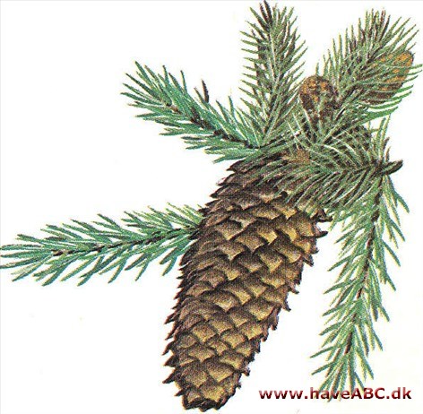 Rødgran - Picea abies Rødgran - Picea abies