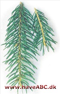 Rødgran - Picea abies.