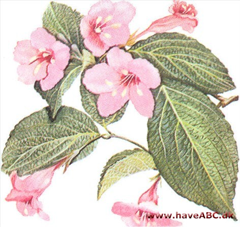 Rødklokkebusk - Weigela Rødklokkebusk - Weigela