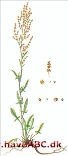 Rødknæ - Rumex acetosella