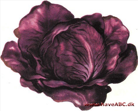 Rødkål - Brassica oleracea Rødkål - Brassica oleracea