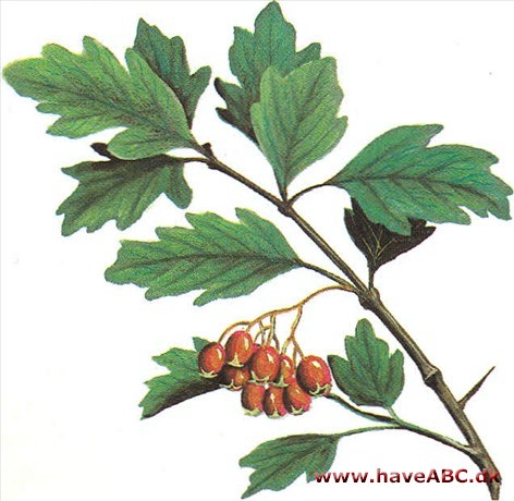 Rødtjørn - Crataegus laevigata Paulii