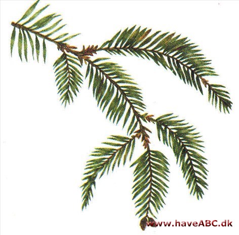Rødtræ - Sequoia sempervirens Rødtræ - Sequoia sempervirens