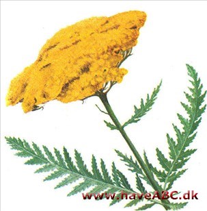 Røllike - Achillea filipendulina