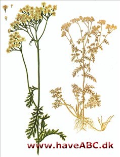 Røllike - Achillea millefolium
