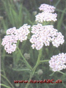 Røllike - Achillea millefolium. Ses tidlig sommer - tidligt efterår. Røllike spreder sig langsomt og danner mørkt grønne, tørkeresistente pletter med fint opdelte fjerformede blade i plæner. De blomstrende stængler er for høje ...
