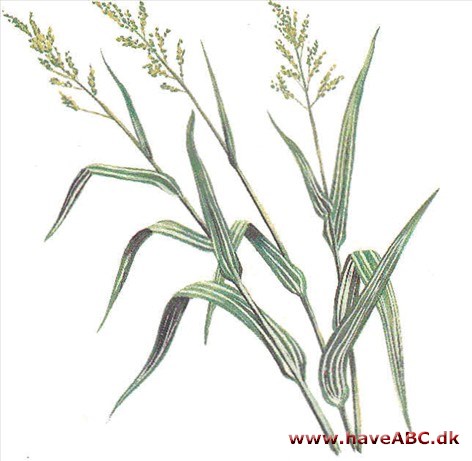 Rørgræs - Phalaris arundinacea Rørgræs - Phalaris arundinacea