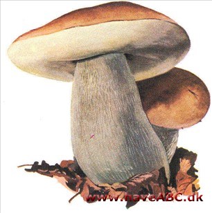 Rørhatte - Boletus Rørhatte - Boletus