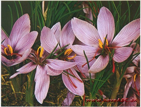 Safrankrokus - Crocus sativus †