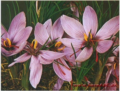 Safrankrokus - Crocus sativus † Safrankrokus - Crocus sativus †