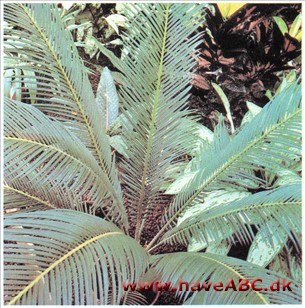 Sagopalme - Cycas revoluta