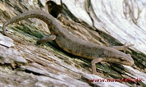 Salamandre - Triturus