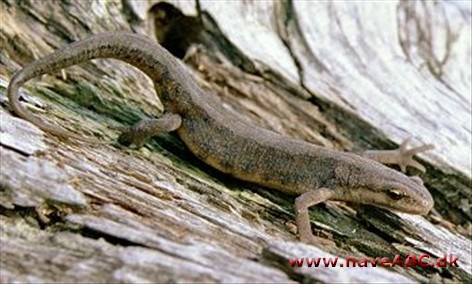 Salamandre - Triturus Salamandre - Triturus
