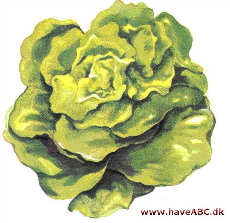Salat - Lactuca sativa Salat - Lactuca sativa