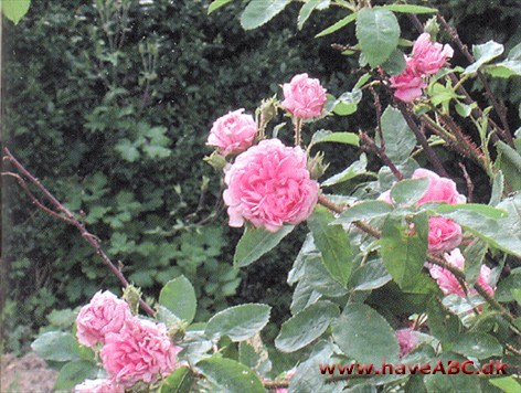 Knoppen er stærkt mosset. De pink blomster er meget store, flade, fyldte og stærkt duftende. De udvikles i ...Se mere her ... 