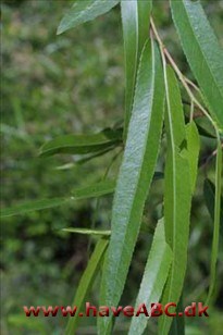 Salix nigra