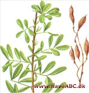 Saltbusk - Halimodendron halodendron Saltbusk - Halimodendron halodendron