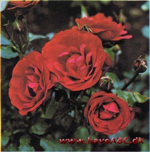 Samourai - Scarlet Knight Samourai - Scarlet Knight
