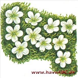 Sandvåner - Arenaria Sandvåner - Arenaria