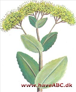 Sankthansurt - Sedum telephium Sankthansurt - Sedum telephium