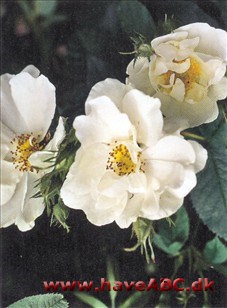 Sappho Alba-roser er kraftigt voksende og meget hårdføre roser med få, men kraftige torne. Enkelte er næsten tornløse. De er sommerblomstrende, og for de flestes vedkommende skyggetolerante. Se mere her...