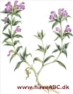 Sar / bønneurt - Satureja hortensis Sar / bønneurt - Satureja hortensis
