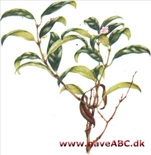Sarcococca - Sarcococca Sarcococca - Sarcococca