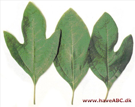 Sassafras, Sassafras albidum Sassafras, Sassafras albidum