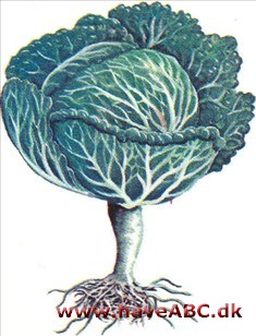 Savoykål - Brassica oleracea Savoykål - Brassica oleracea