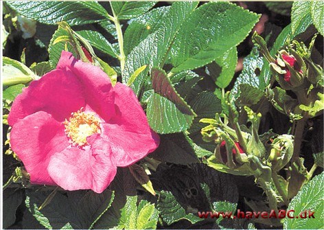 Scabrosa En hemmelighedsfuld rose. Blev opdaget i kulturen hos Jack Harkness, men hvordan den var kommet der, kunne han ikke forklare, og eksperter, som har identificeret den ...