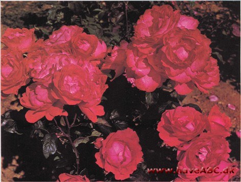 Scarlet Queen Elizabeth Scarlet Queen Elizabeth