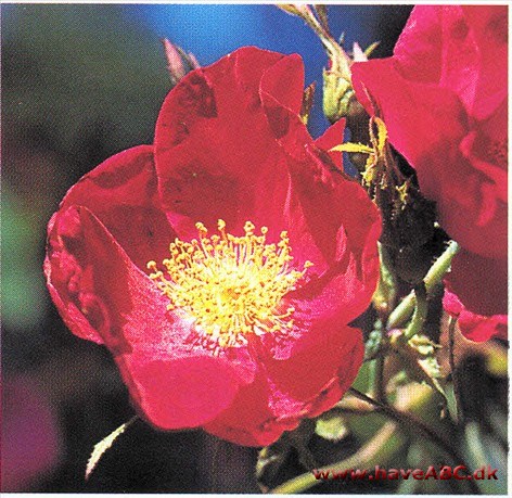Dette er ganske vist en moderne galli­ca-rose, men den har unægteligt gam­meldags charme. Kraftigt skarlagenrød. Med glød, ganske som navnet an­tyder. Bedst sammen med ...