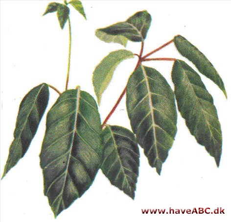 Schefflera - Schefflera actinophylla