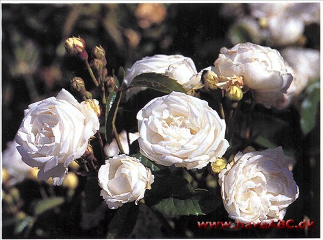 Schneewittchen 1901 - Old Schneewittchen En polyantha i miniformat, som hører ganske udmærket hjemme i forbindelse med kinaroserne med sin nette vækst og sine små, fine blomster. Hvad udseendet angår ...