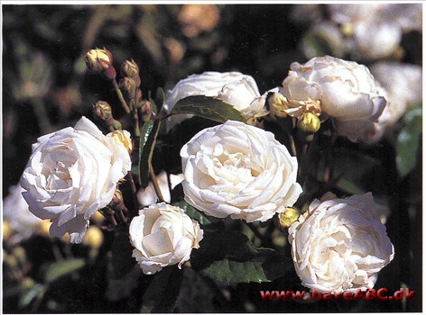 En polyantha i miniformat, som hører ganske udmærket hjemme i for­bindelse med kinaroserne med sin nette vækst og sine små, fine blomster. Hvad udseendet angår ...