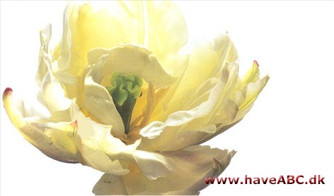 Schoonoord - Tulipan, Tulipa