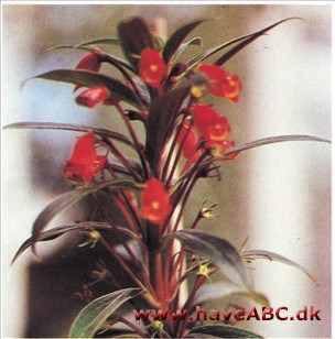Seemannia latifolia (syn. Gloxinia sylvestris)