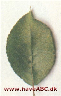 Seljepil - Salix caprea