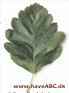 Seljerøn, Bornholmsk røn - Sorbus intermedia