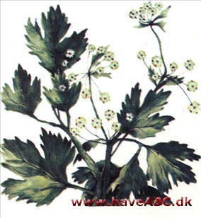 Selleri - Apium graveolens Selleri - Apium graveolens