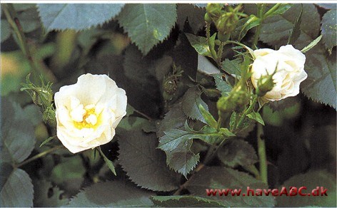 Semiplena - suaveolens - The White Rose of York Rosen forekommer, både i tekst og i rosarier, med det synonyme navn 'Suaveolens' (eller omvendt), men det sker også, at 'Semiplena' og 'Suaveolens' beskrives som to forskellige ...