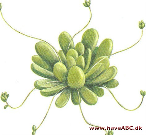 Sempervivella - Sempervivella Sempervivella - Sempervivella