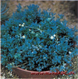 Senecio citrifonnis Senecio citrifonnis