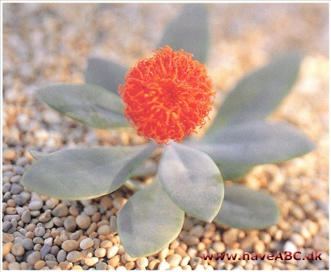Senecio Senecio