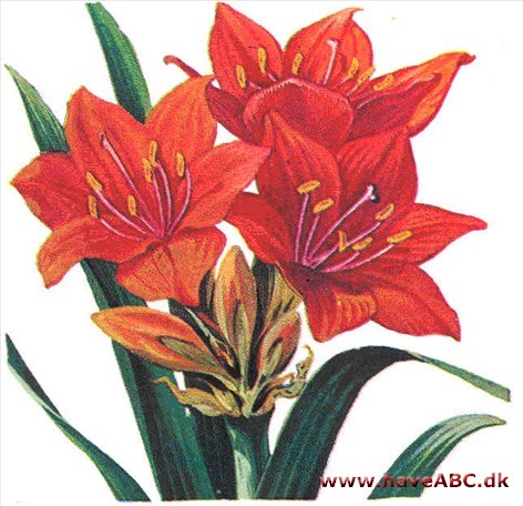 Septemberlilje - Vallota speciosa Septemberlilje - Vallota speciosa