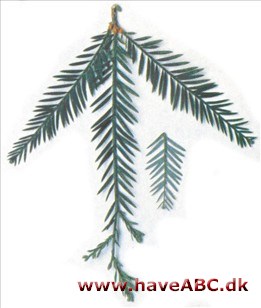Sequoia, Rødtræ - Sequoia sempervirens Sequoia, Rødtræ - Sequoia sempervirens