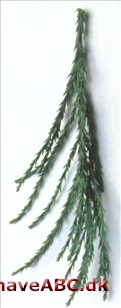 Sequoiadendron, Californisk kæmpetræ - Sequoiadendron giganteum Sequoiadendron, Californisk kæmpetræ - Sequoiadendron giganteum